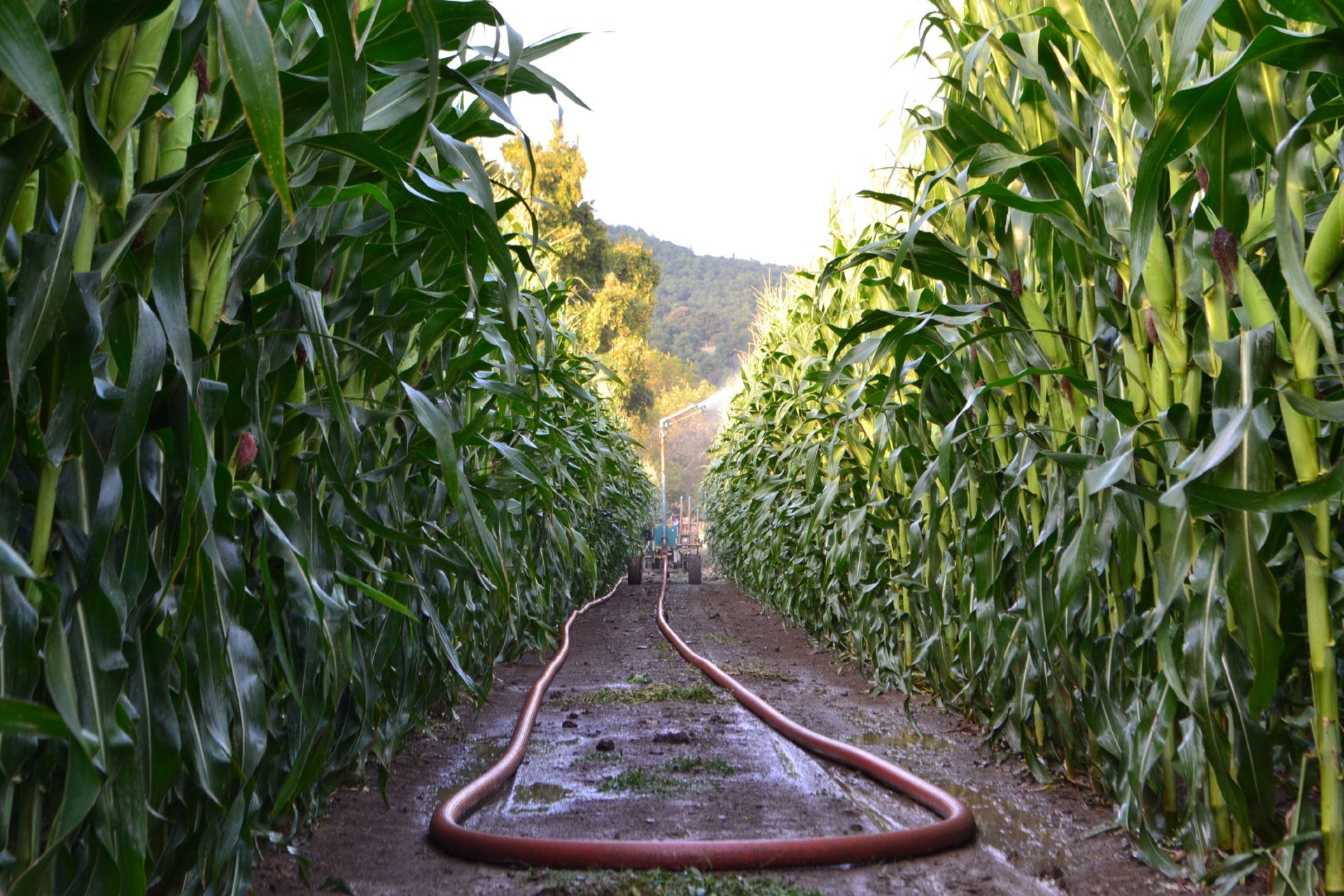 Yüzüak Irriforce MICO TD2000-300 TWIN